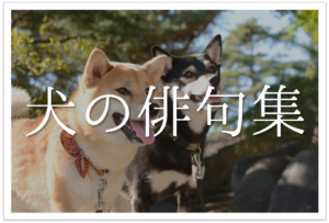 【犬をテーマに詠んだ俳句 20選】犬好き必見!!癒されてしまう俳句ネタ集を紹介！