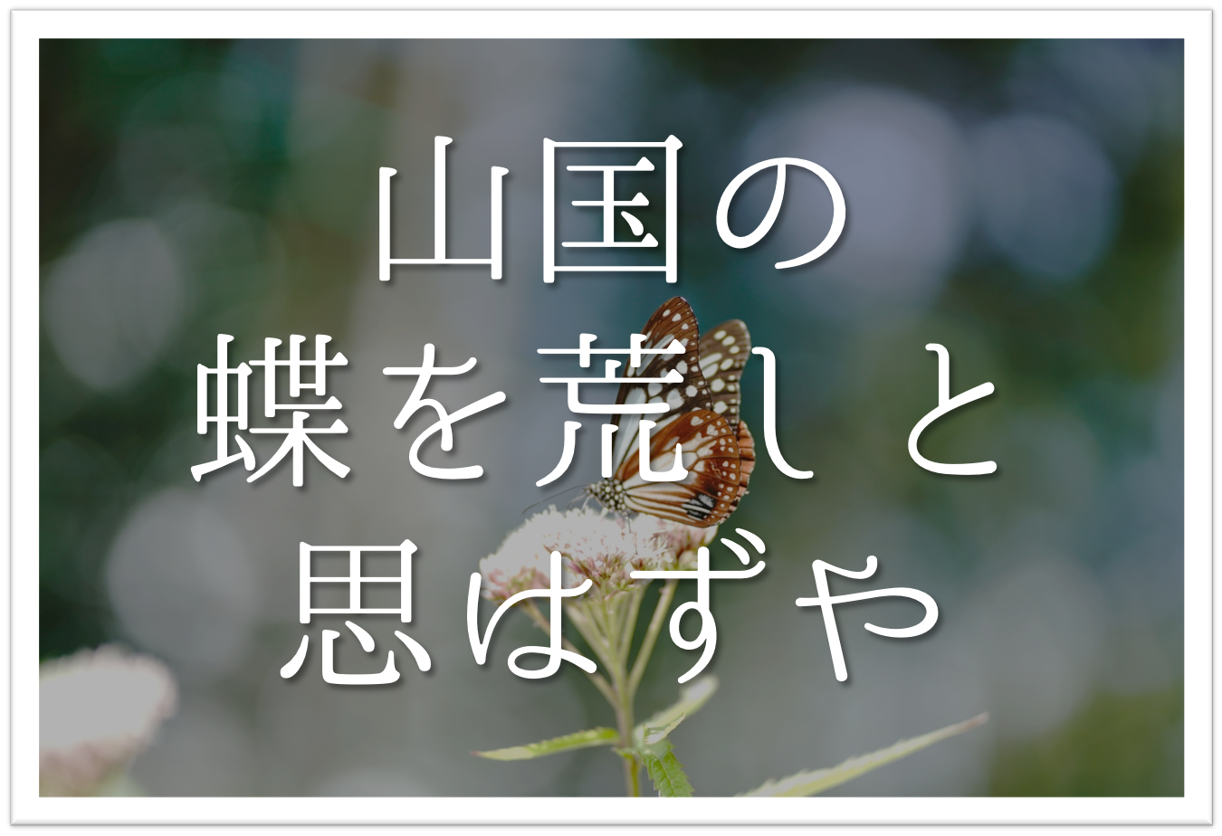 山国の蝶を荒しと思はずや 俳句の季語や意味 表現技法