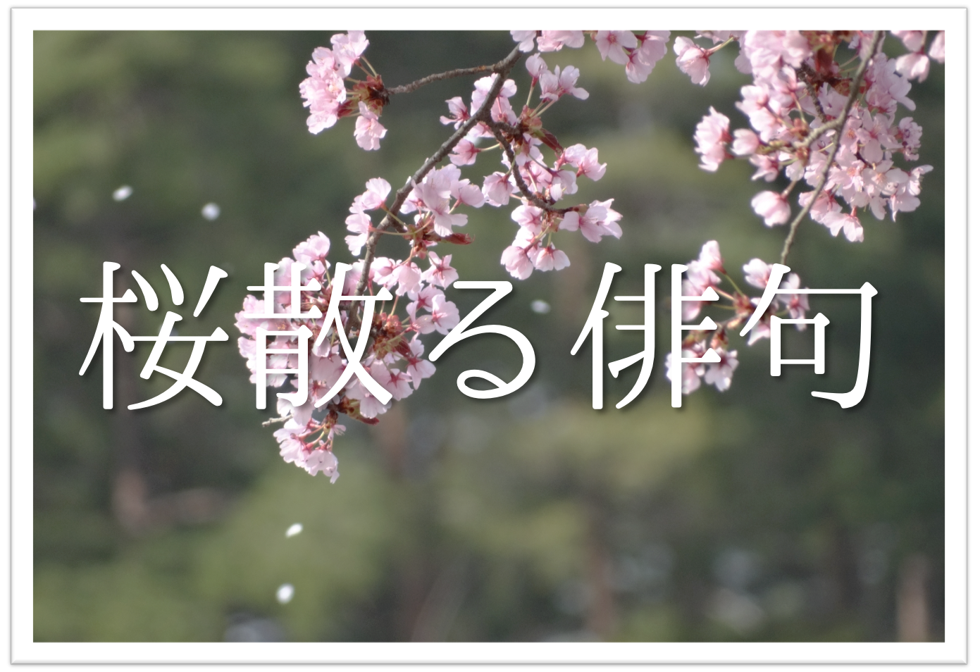 桜散るをテーマにした俳句ネタ 選 春の終わりを告げる季語を使った俳句 俳句の教科書 俳句の作り方 有名俳句の解説サイト