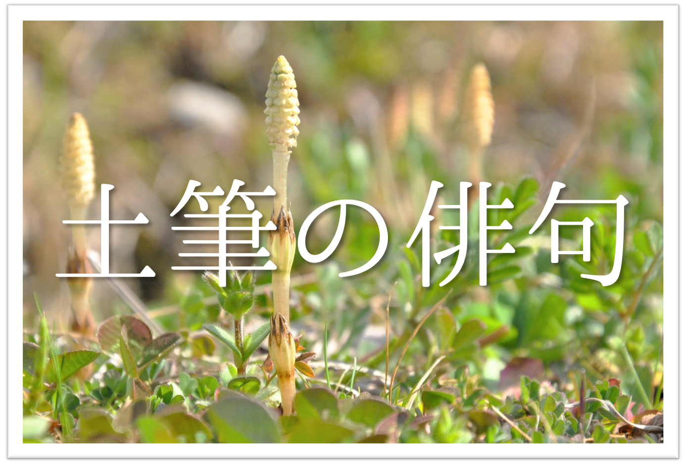 土筆 つくし の俳句 選 春の季語 春の訪れを感じるオススメ俳句集を紹介 俳句の教科書 俳句の作り方 有名俳句の解説サイト 土筆 つくし の俳句 選 春の季語 春の訪れを感じるオススメ俳句集を紹介 俳句の教科書 俳句の作り方 有名俳句の解説サイト