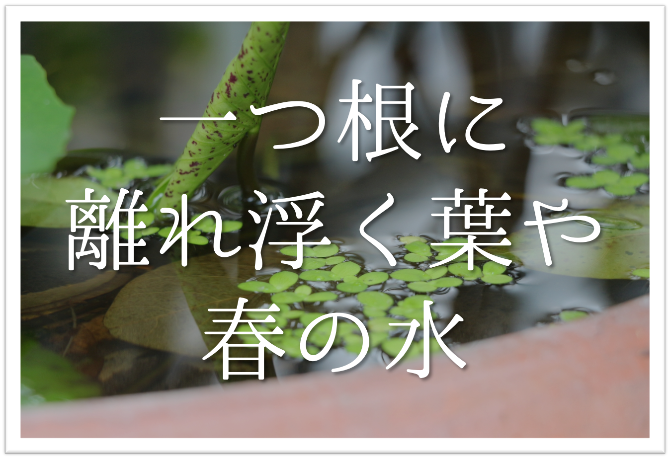 一つ根に離れ浮く葉や春の水 俳句の季語や意味 表現