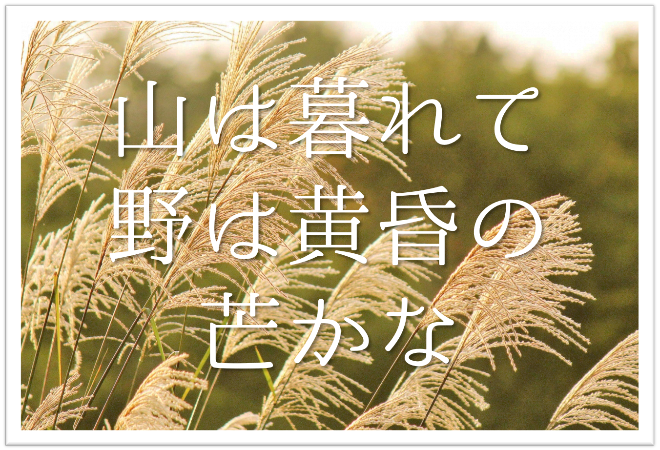 山は暮れて野は黄昏の芒かな 俳句の季語や意味 表現技法 鑑賞 作者など徹底解説 俳句の教科書 俳句の作り方 有名俳句の解説サイト