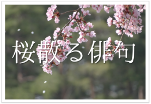 【桜散るをテーマにした俳句ネタ】20選!!春の終わりを告げる季語を使った俳句！