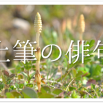 【たんぽぽの俳句 30選】春を代表する花(春の季語)!!春を感じる有名＆一般俳句作品を紹介