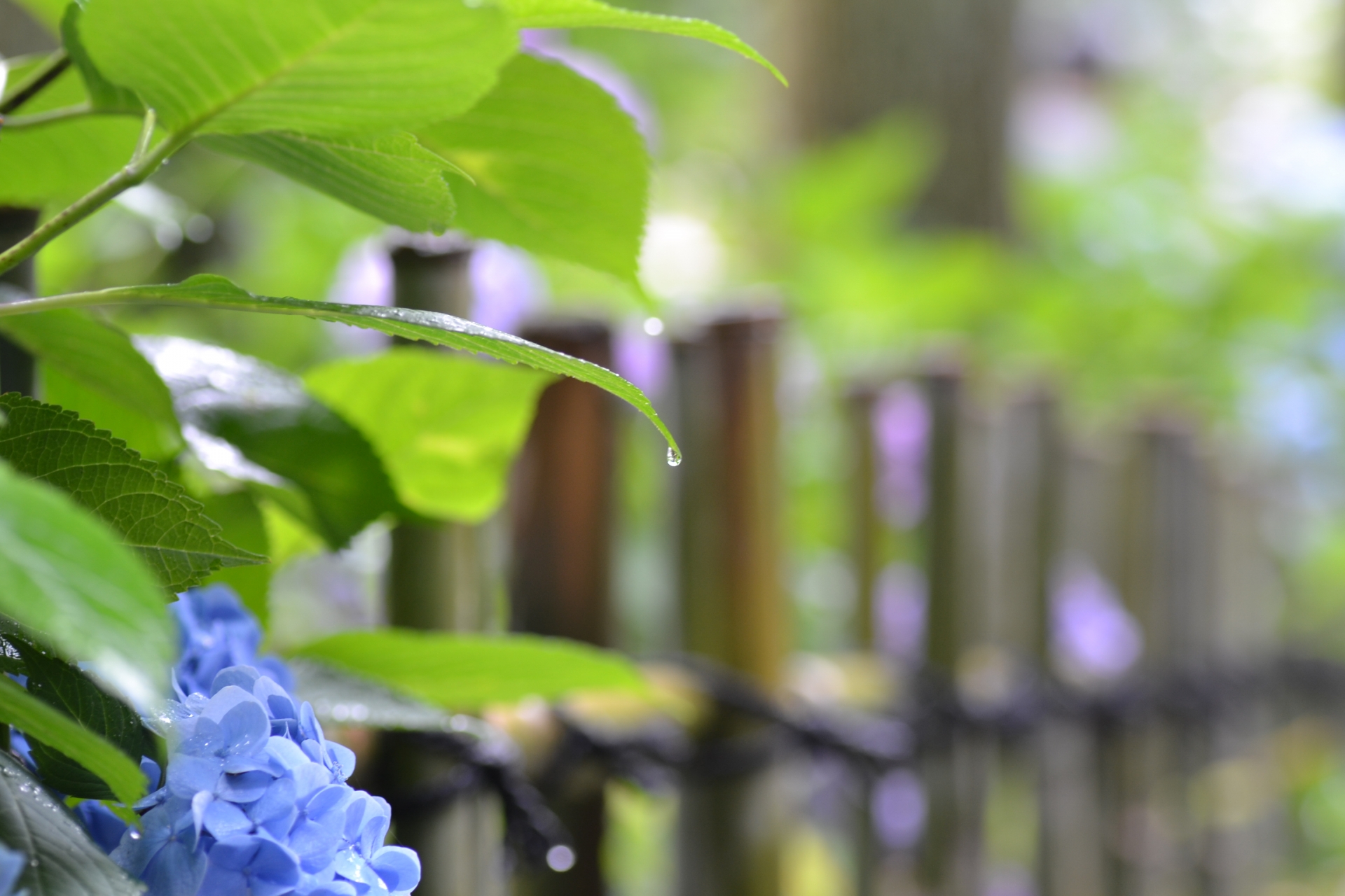 梅雨の季語 俳句集 選 中学生 高校生向け 俳句作りの参考になるネタ例を紹介 俳句の教科書 俳句の作り方 有名俳句の解説サイト