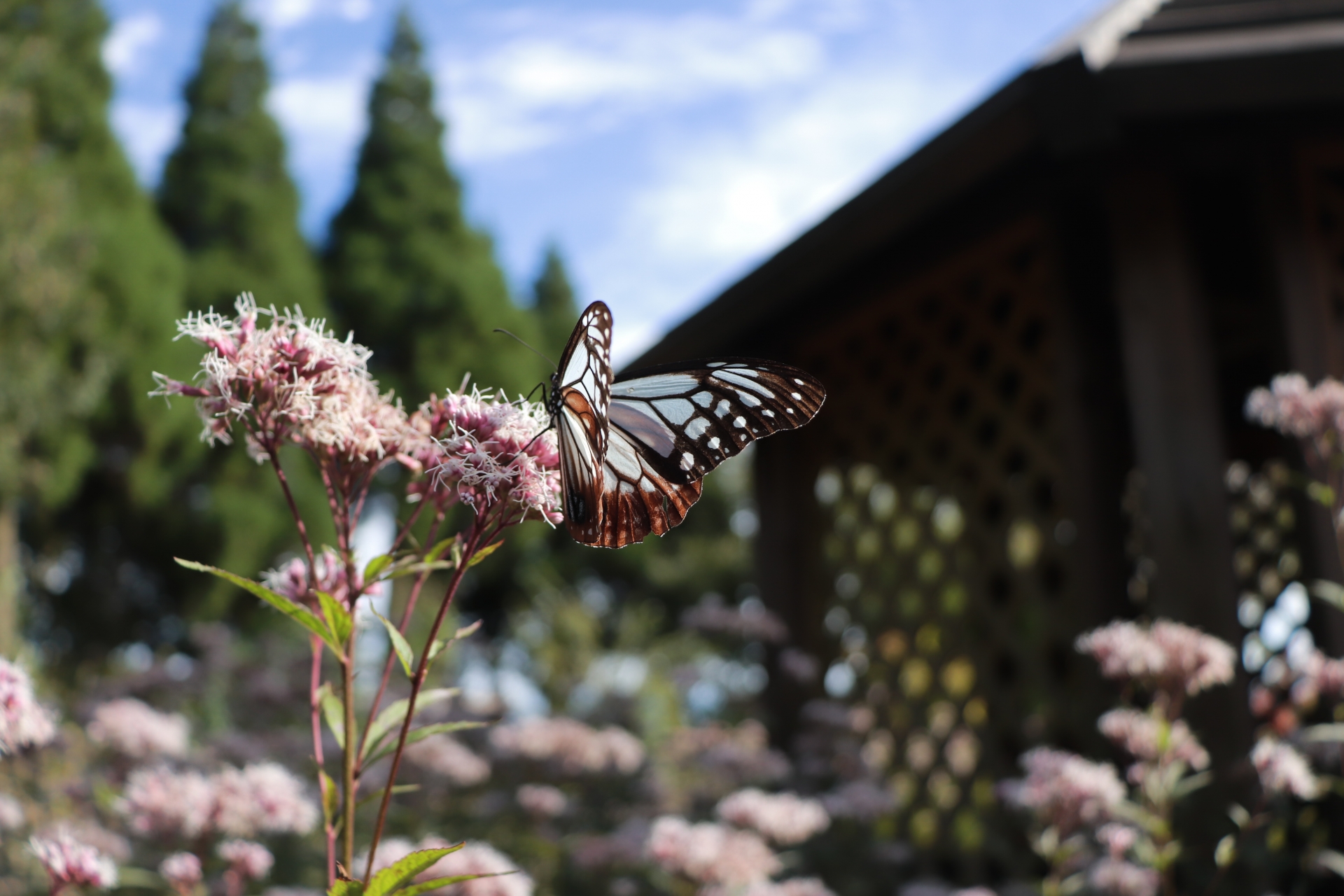 蝶の有名俳句 選 春の季語 羽ばたく姿が美しい蝶々に関する俳句を紹介 俳句の教科書 俳句の作り方 有名俳句の解説サイト