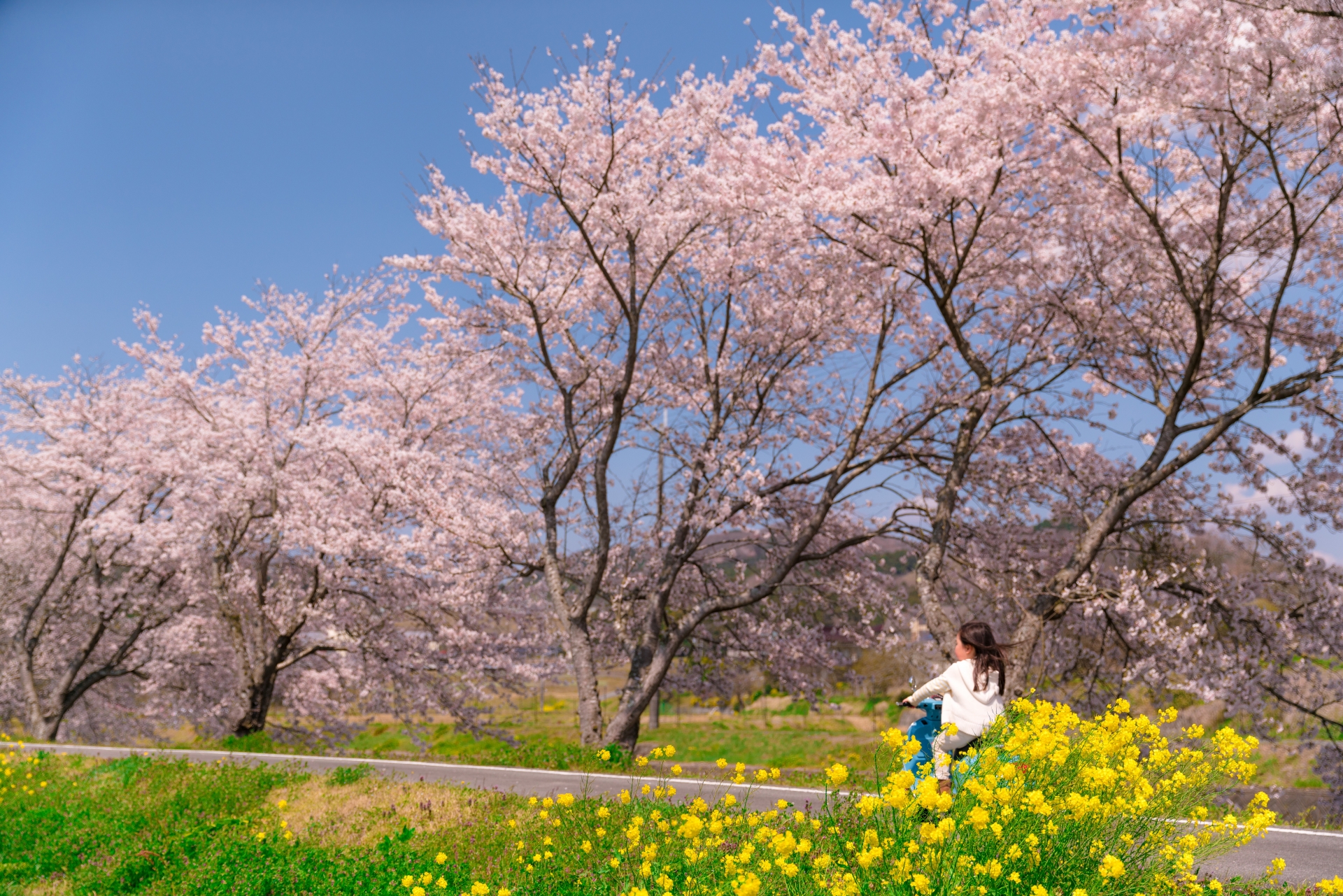 桜の季語を使った俳句ネタ 選 小学生 中学生向け おすすめ面白い俳句例を紹介 俳句の教科書 俳句の作り方 有名俳句の解説サイト