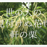 【松尾芭蕉の有名俳句 50選】知っておきたい!!俳句の特徴や人物像･代表作など徹底解説！