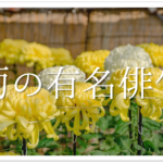 【赤とんぼの俳句 30選】秋の俳句(季語)に最適!!おすすめ有名俳句&一般作品を紹介!