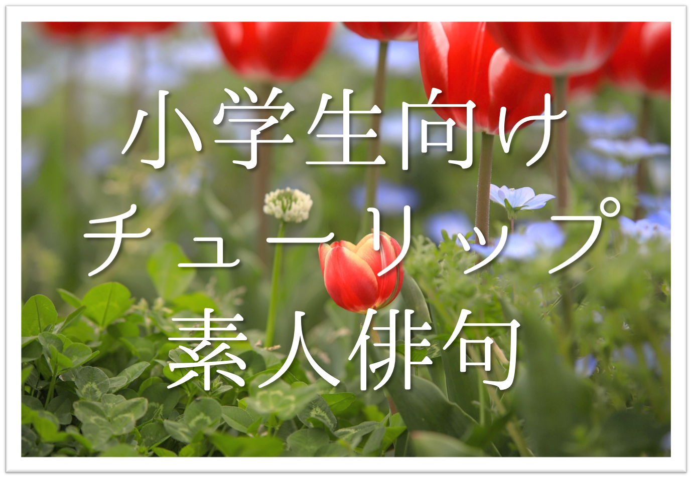 【チューリップの俳句 20選】小学生向け!!春を象徴するお花•ついつい笑顔になる俳句を紹介