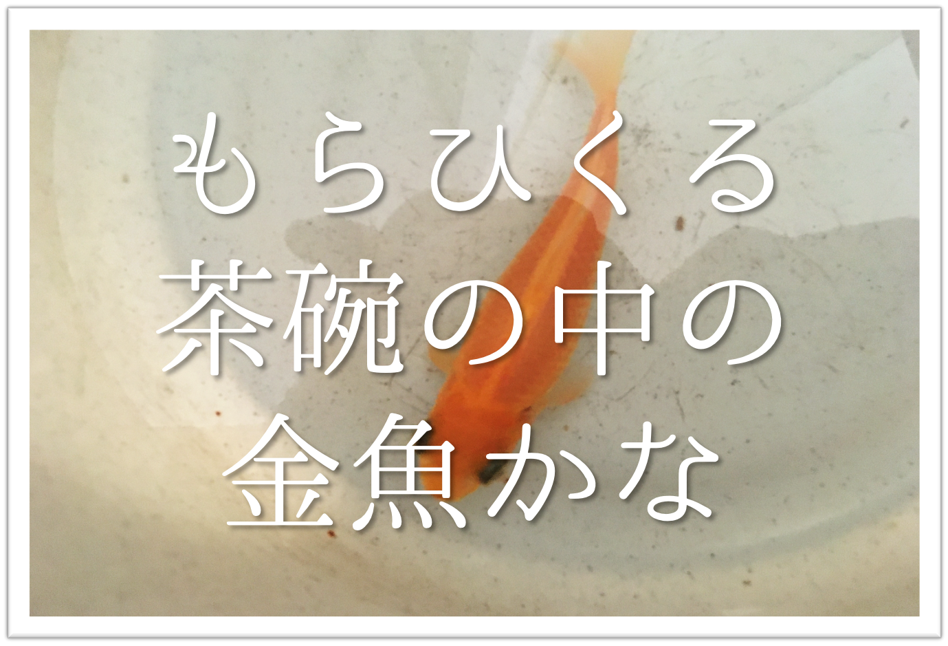 もらひくる茶碗の中の金魚かな 俳句の季語や意味 表現技法