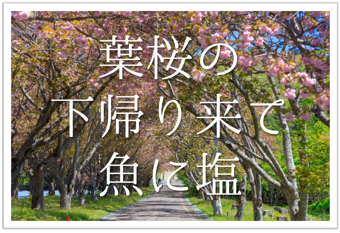 葉桜の下帰り来て魚に塩 俳句の季語や意味 表現技法 鑑賞文 作者など徹底解説 俳句の教科書 俳句の作り方 有名俳句の解説サイト