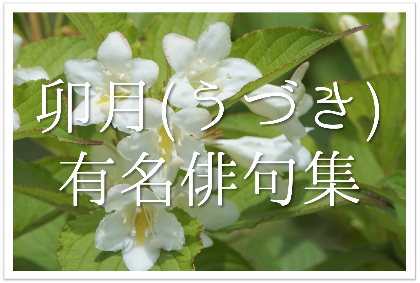 卯月の有名俳句 選 季語の意味や由来とは 旧暦4月 うづき を詠んだ俳句集を紹介 俳句の教科書 俳句の作り方 有名俳句の解説サイト