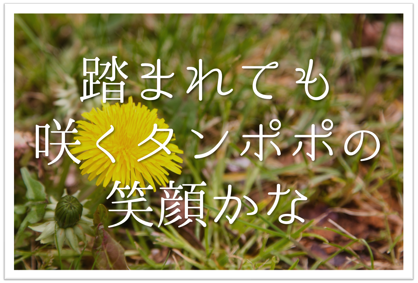 踏まれても咲くタンポポの笑顔かな 俳句の季語や意味 表現技法 鑑賞 作者など徹底解説 俳句の教科書 俳句の作り方 有名俳句の解説サイト