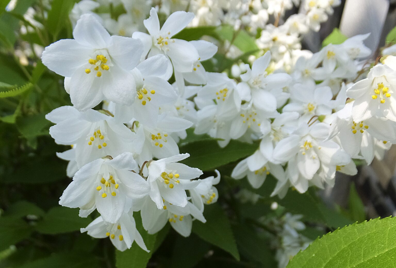 【卯の花の有名俳句 20選】どんな花?咲く季節やおすすめ名句を徹底紹介! | 俳句の教科書|俳句の作り方・有名俳句の解説サイト