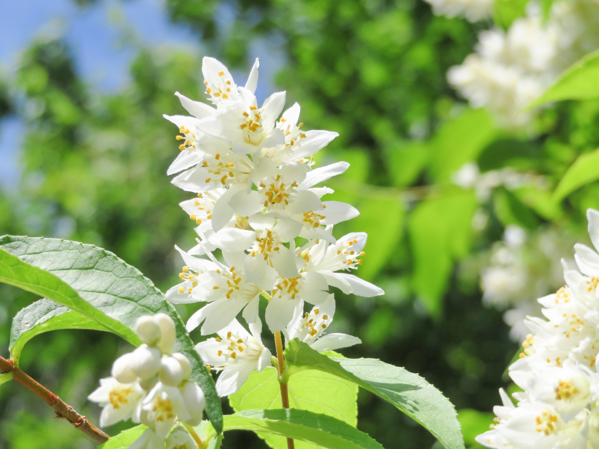 卯の花の有名俳句 選 どんな花 咲く季節やおすすめ名句を徹底紹介 俳句の教科書 俳句の作り方 有名俳句の解説サイト