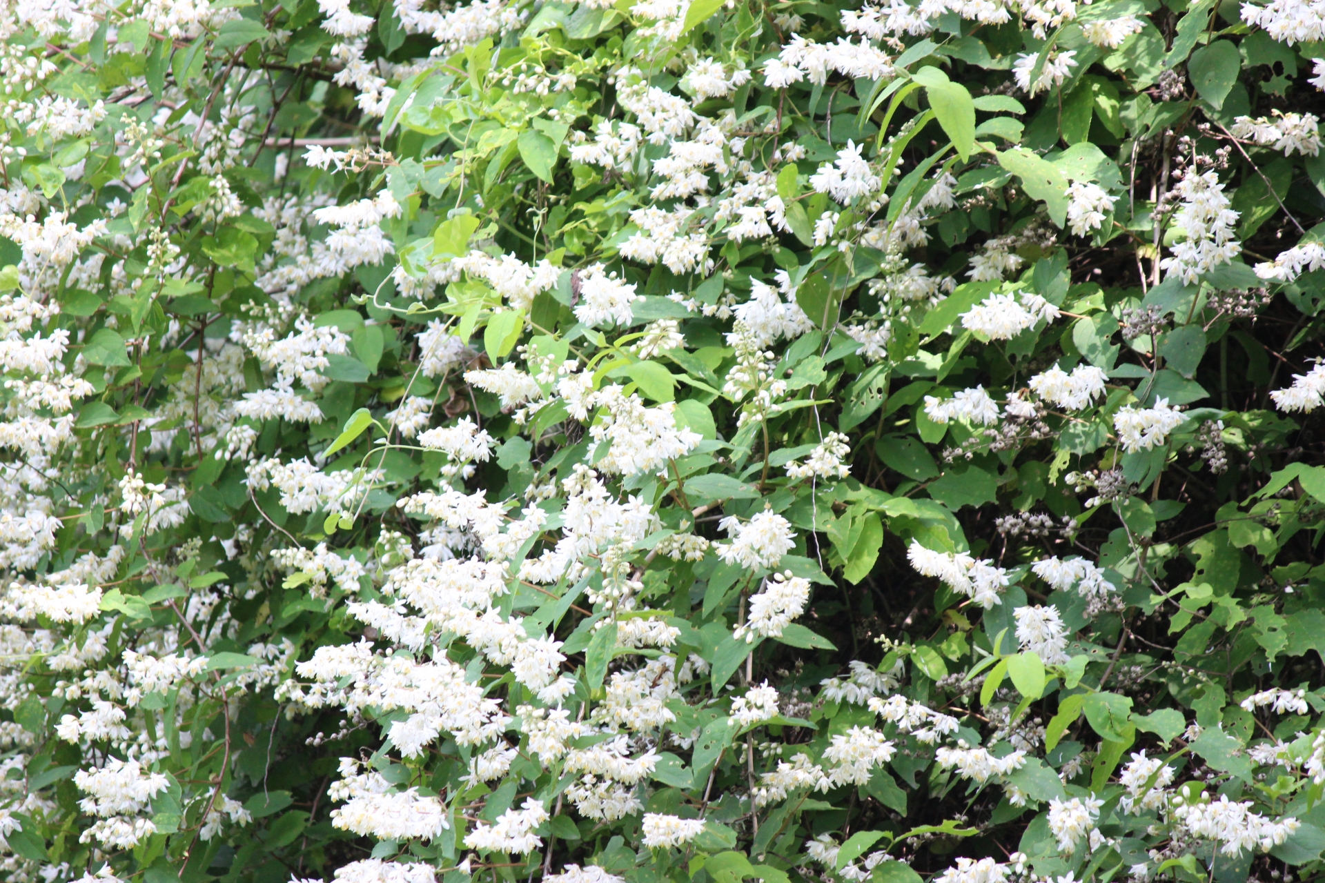 卯の花の有名俳句 選 どんな花 咲く季節やおすすめ名句を徹底紹介 俳句の教科書 俳句の作り方 有名俳句の解説サイト