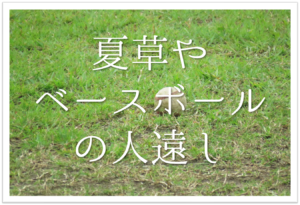 五月雨を降り残してや光堂 俳句の季語や意味 表現技法 鑑賞文 作者など徹底解説 俳句の教科書 俳句の作り方 有名俳句の解説サイト