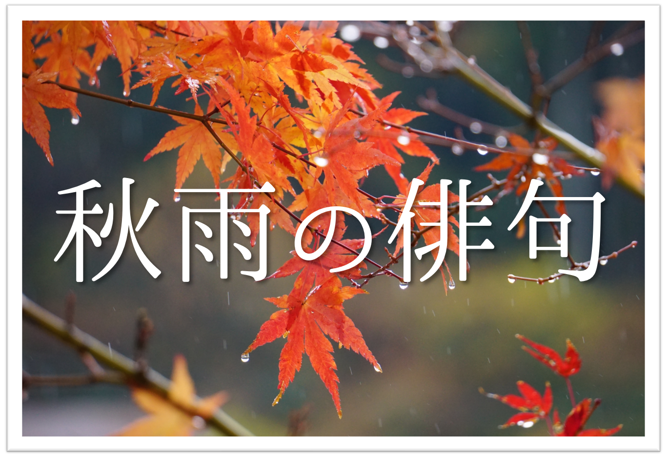 秋雨 あきさめ の俳句 選 秋の雨の表現 季語 有名俳句 中学生向け一般俳句を紹介 俳句の教科書 俳句の作り方 有名俳句の解説サイト