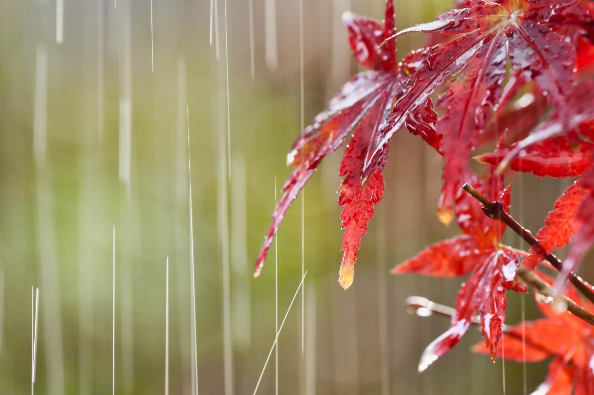 秋 の 雨 季語