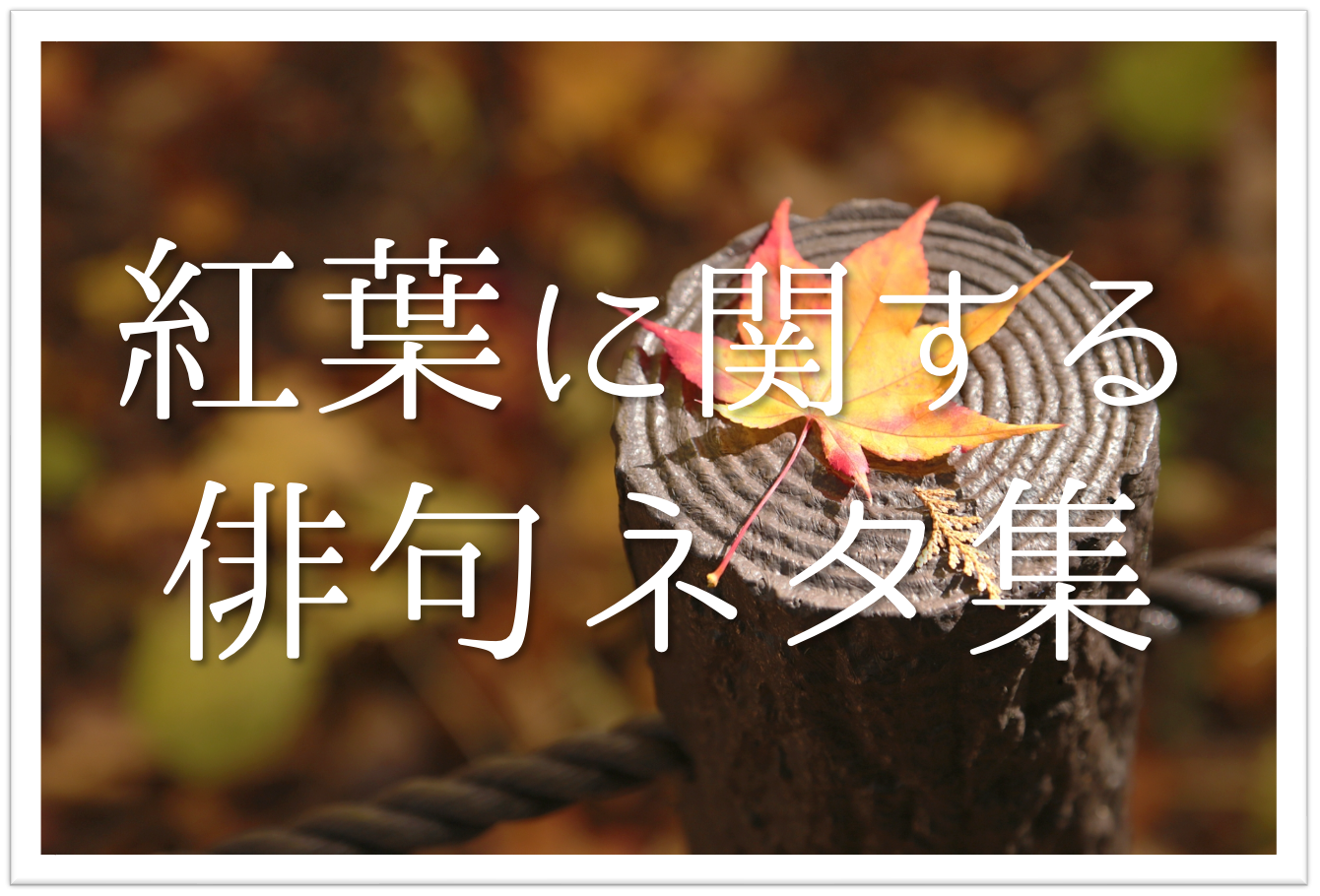 紅葉 もみじ の俳句ネタ 選 中学生向け 季語を含む一般俳句ネタを紹介 参考例 俳句の教科書 俳句の作り方 有名俳句の解説サイト