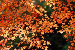 【原石鼎の有名俳句 20選】大正/昭和初期の俳人!!俳句の特徴や人物像・代表作など徹底解説! 俳句の教科書|俳句の作り方・有名俳句の解説サイト