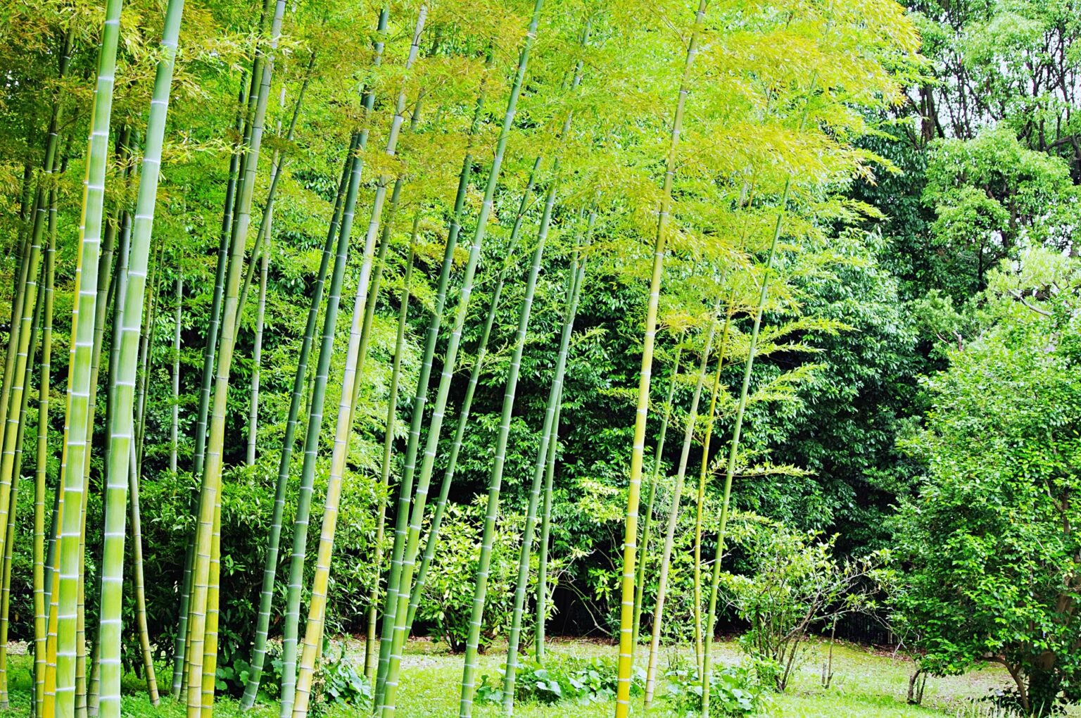【竹の季語はいつ?】簡単にわかりやすく解説!!青竹•竹藪•若竹など春夏秋冬別に紹介 | 俳句の教科書|俳句の作り方・有名俳句の解説サイト