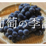 【銀杏は俳句の季語なのか?】簡単にわかりやすく解説!!いちょう•ぎんなん•大銀杏など