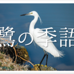 【燕(つばめ)の俳句 30選】春の季語!!雛や巣立ちなどを詠んだ有名&一般俳句を紹介