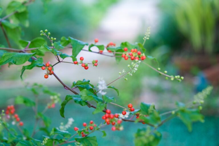 【鷹羽狩行の有名俳句 20選】山形県出身の俳人!!俳句の特徴や人物像･代表作など徹底解説！ 俳句の教科書｜俳句の作り方・有名俳句の解説サイト