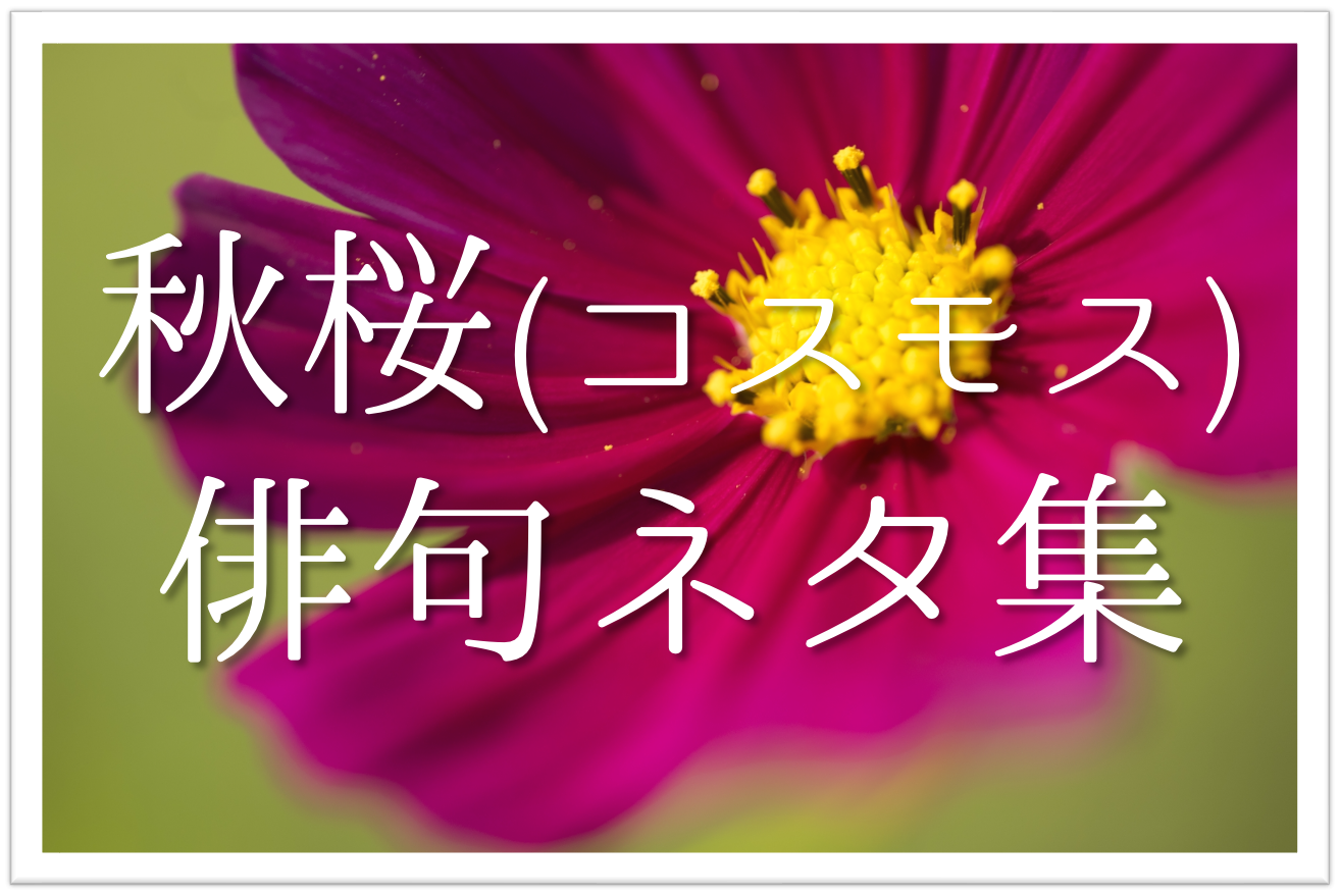 コスモスを使った俳句ネタ集 選 簡単 小学生向け 季語を含むおすすめ俳句を紹介 俳句の教科書 俳句の作り方 有名俳句の解説サイト