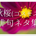 【薔薇(ばら)の俳句 30選】愛と美の象徴!!季語(夏)を含む有名俳人の句＆一般作品を紹介